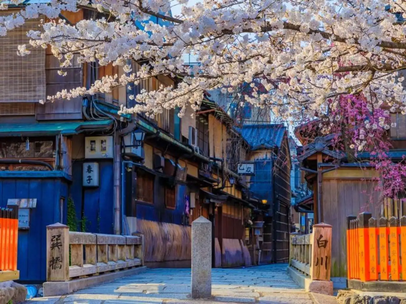 Ngắm hoa anh đào Shinbashi Dori